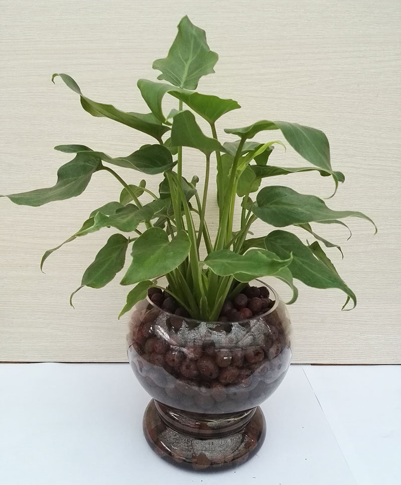 小水培滴水觀音.jpg