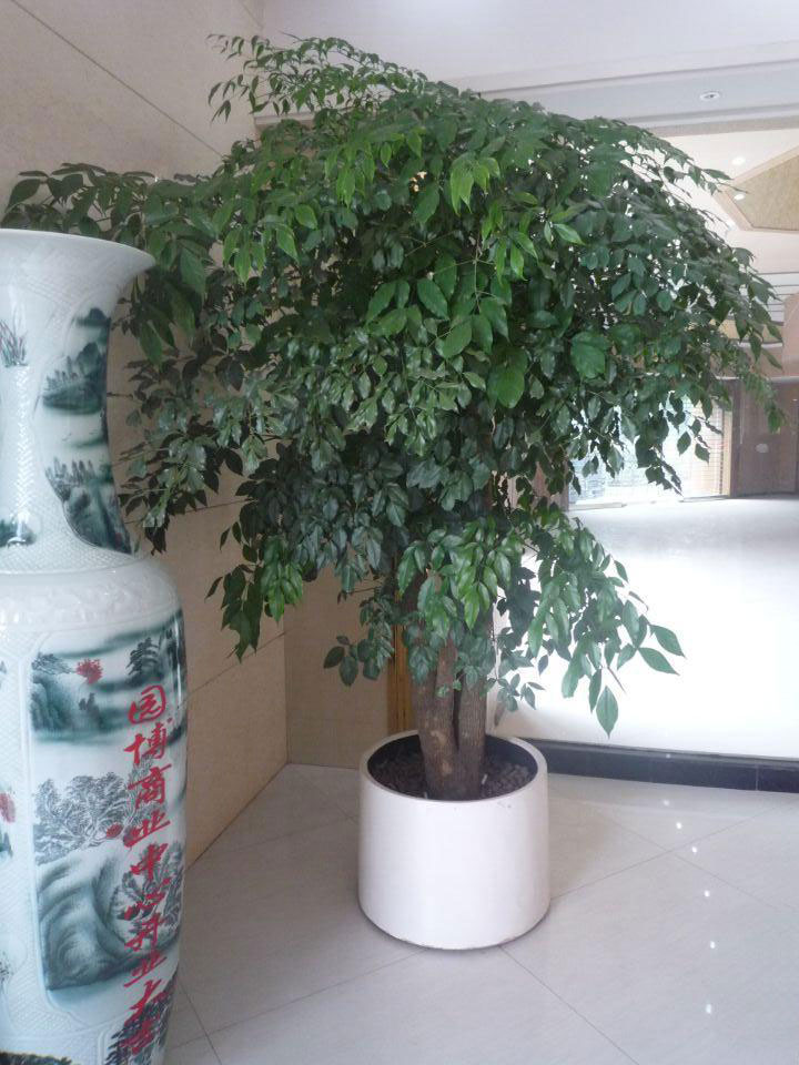 大富貴.jpg