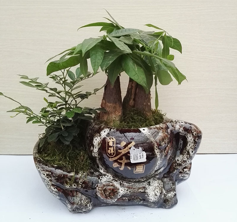發(fā)財樹樹茶壺組盆.jpg