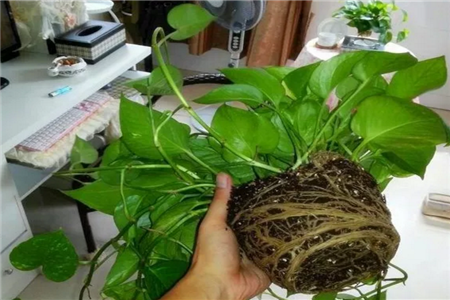 緇胯悵 緇胯悵