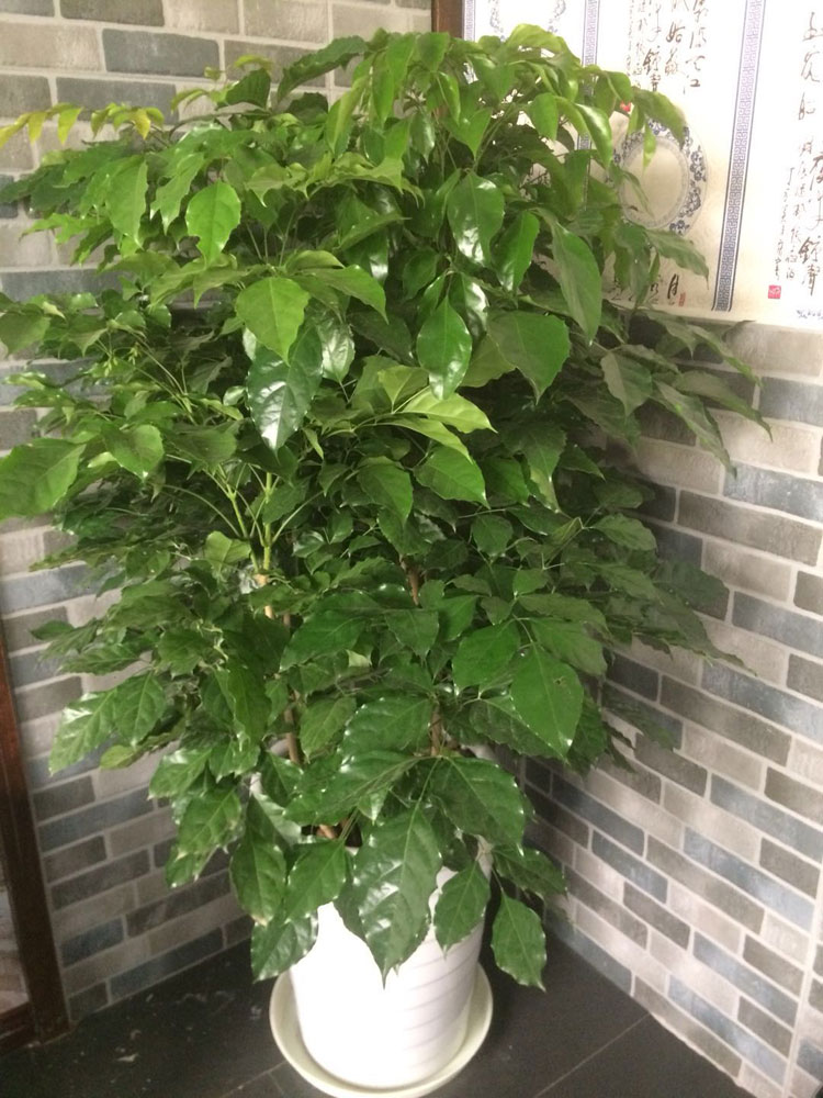 綠寶