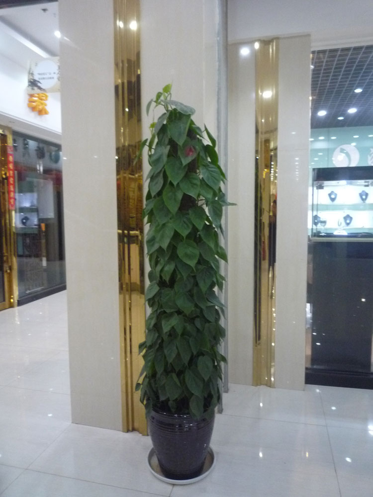 楦″績緇胯悵錛堥粦錛?.jpg
