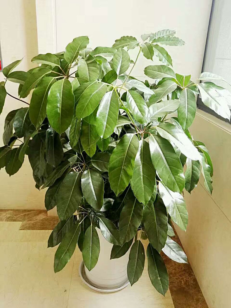 澶氭灊鎷涜儲鏍?.jpg