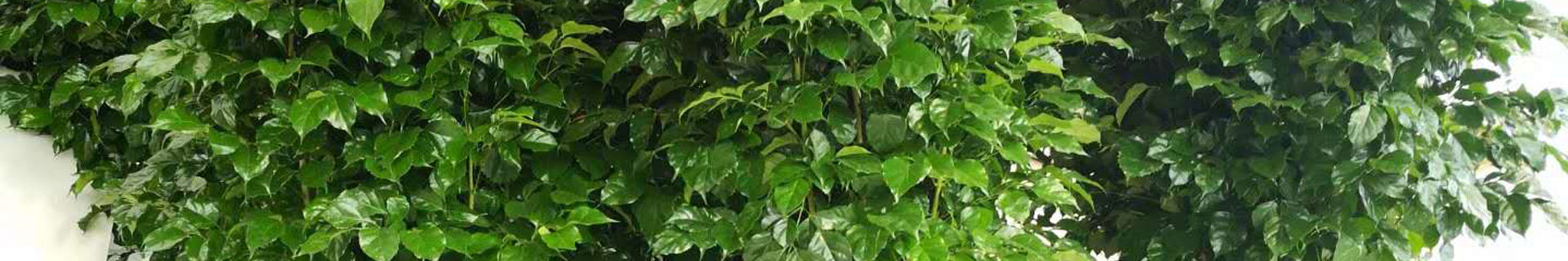 租擺案例
